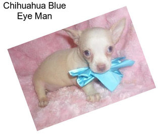 Chihuahua Blue Eye Man