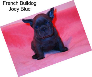 French Bulldog Joey Blue