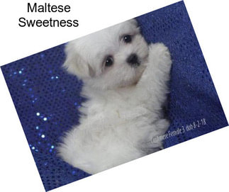 Maltese Sweetness