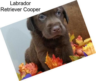 Labrador Retriever Cooper