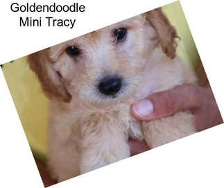 Goldendoodle Mini Tracy