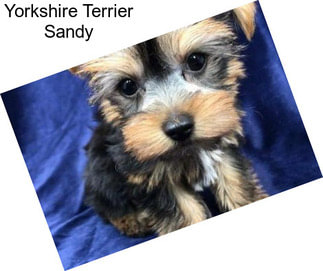 Yorkshire Terrier Sandy