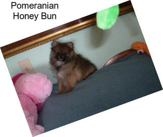 Pomeranian Honey Bun