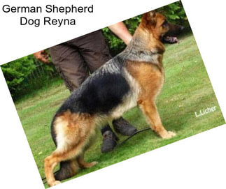 German Shepherd Dog Reyna