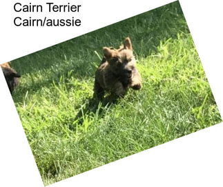 Cairn Terrier Cairn/aussie