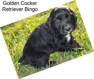 Golden Cocker Retriever Bingo