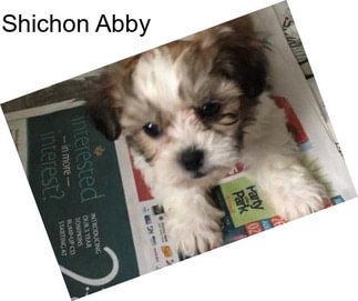 Shichon Abby