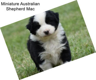 Miniature Australian Shepherd Mac