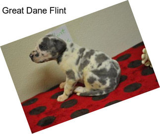 Great Dane Flint