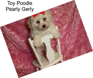 Toy Poodle Pearly Gerly