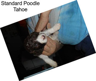 Standard Poodle Tahoe