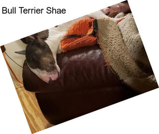 Bull Terrier Shae