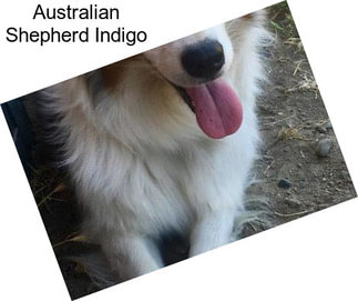 Australian Shepherd Indigo