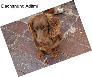 Dachshund Adltml