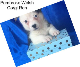 Pembroke Welsh Corgi Ren