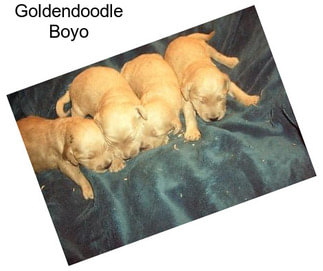 Goldendoodle Boyo