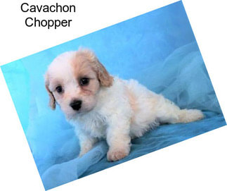 Cavachon Chopper