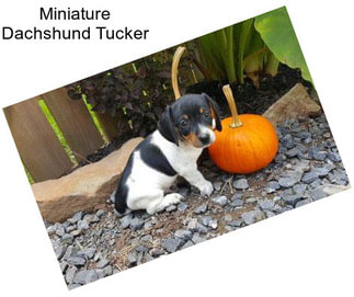 Miniature Dachshund Tucker