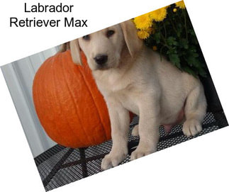 Labrador Retriever Max