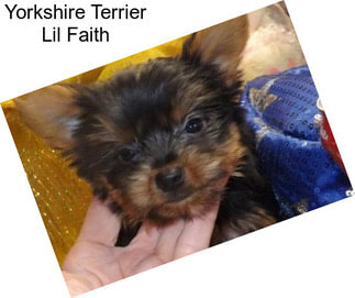 Yorkshire Terrier Lil Faith