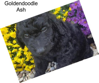 Goldendoodle Ash