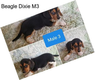 Beagle Dixie M3