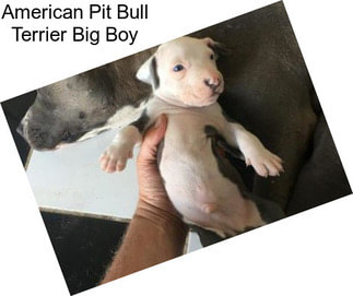 American Pit Bull Terrier Big Boy
