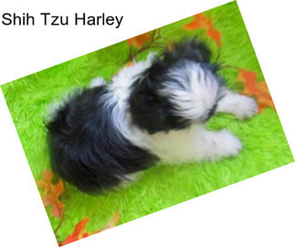 Shih Tzu Harley