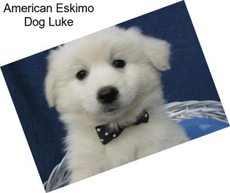 American Eskimo Dog Luke