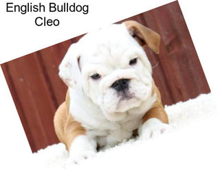 English Bulldog Cleo