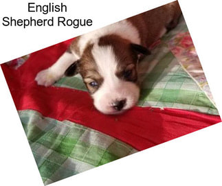 English Shepherd Rogue