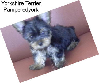 Yorkshire Terrier Pamperedyork