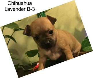 Chihuahua Lavender B-3