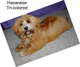 Havanese Tri-colored