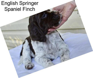 English Springer Spaniel Finch