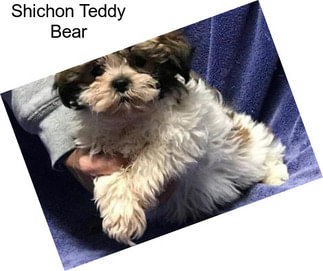 Shichon Teddy Bear