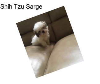 Shih Tzu Sarge