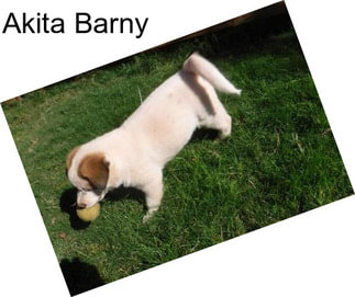 Akita Barny