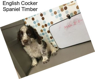 English Cocker Spaniel Timber