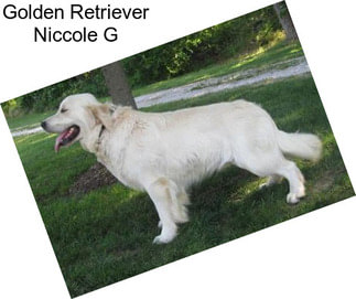 Golden Retriever Niccole G