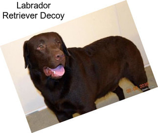 Labrador Retriever Decoy