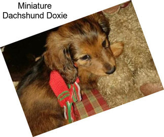 Miniature Dachshund Doxie