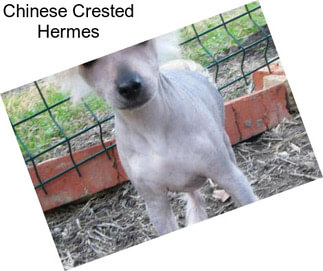 Chinese Crested Hermes