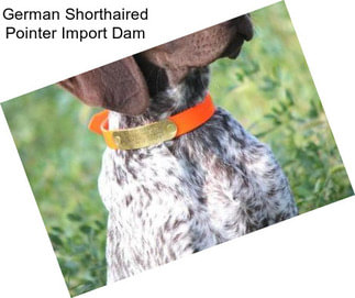 German Shorthaired Pointer Import Dam