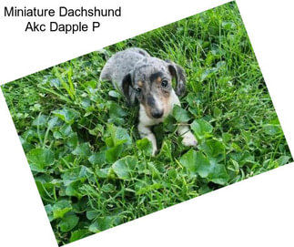 Miniature Dachshund Akc Dapple P