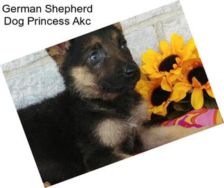 German Shepherd Dog Princess Akc