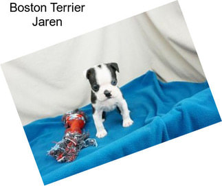 Boston Terrier Jaren