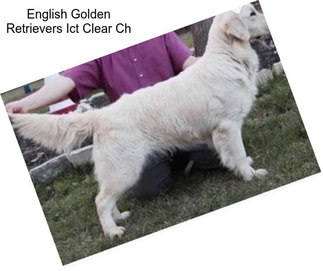 English Golden Retrievers Ict Clear Ch