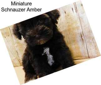 Miniature Schnauzer Amber