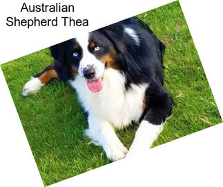 Australian Shepherd Thea